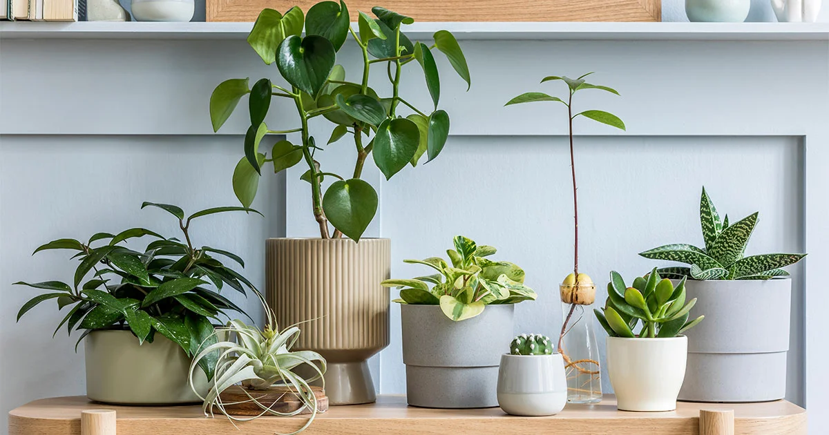 15 Best Easy Indoor Plants Anyone Can Handle