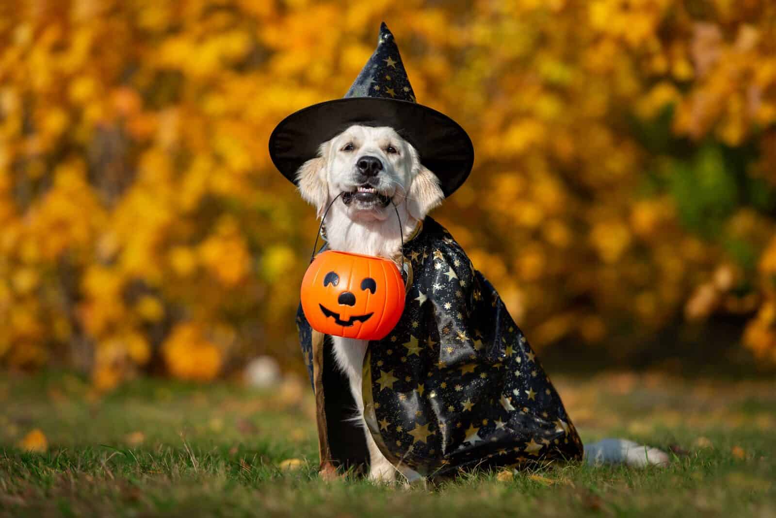 Pets in Costumes: Your Spook-tacular Halloween Furballs!