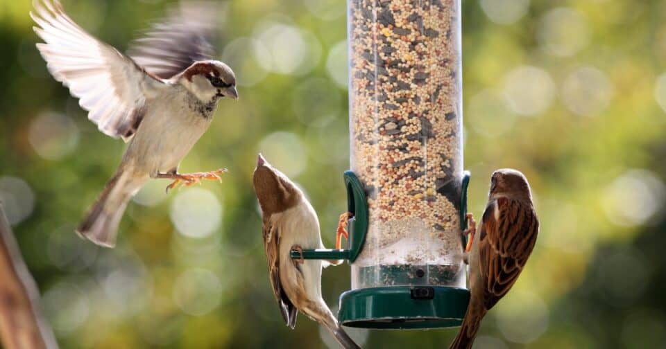 best bird feeders