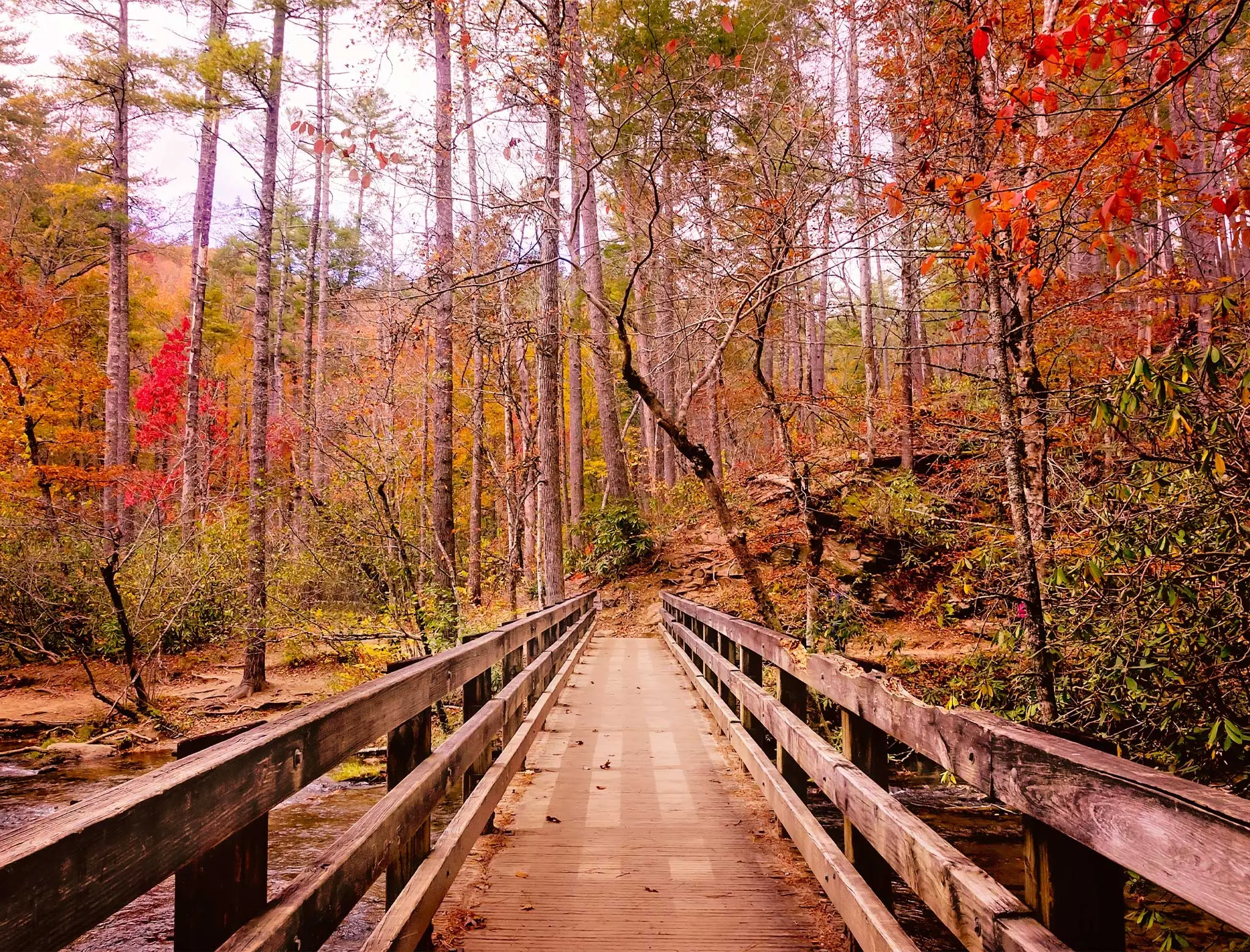 best fall foliage