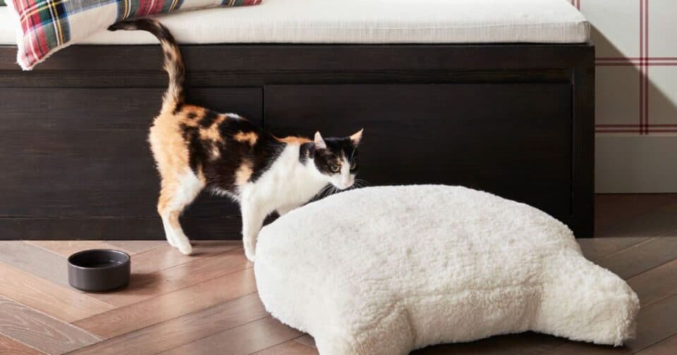 best cat beds