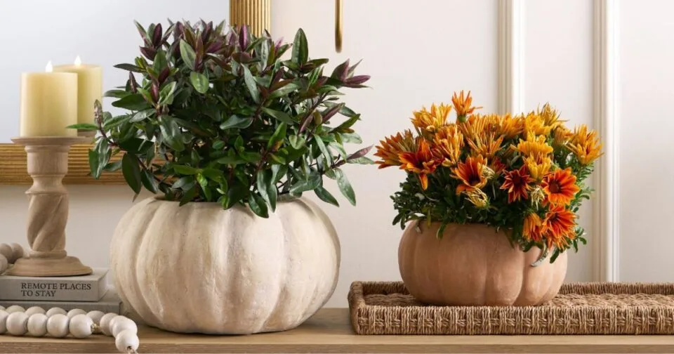 pumpkin decor