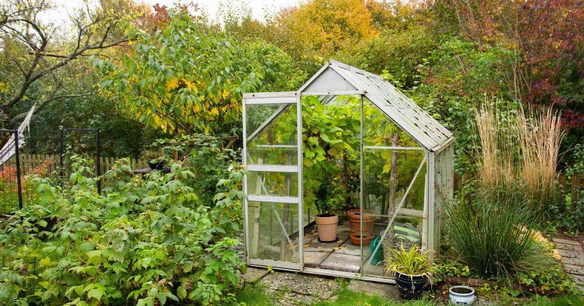 best greenhouses for the backyard, small greenhouse with door for happy plants