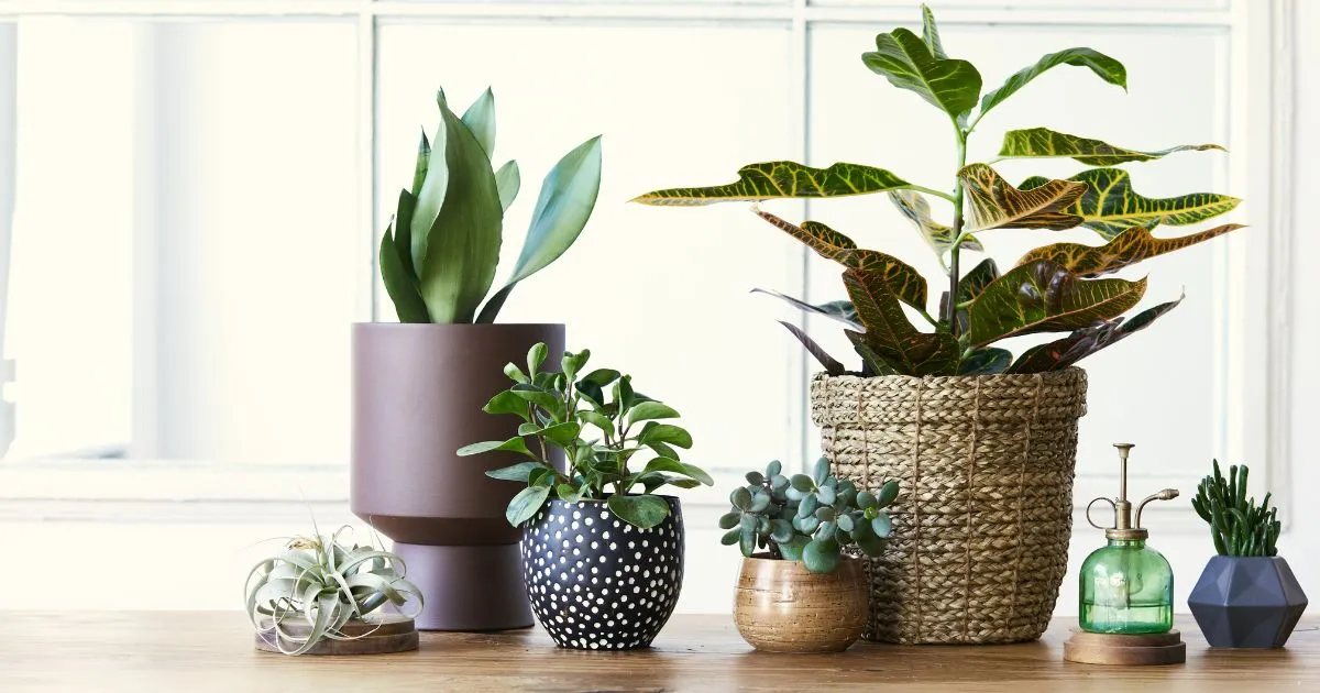 potted plants on a table, best indoor planters