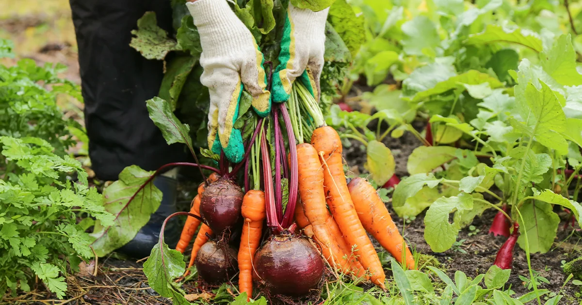 how to start vegetable garden