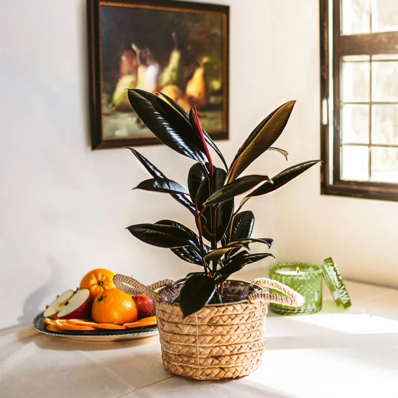 best easy care indoor plants burgundy rubber tree